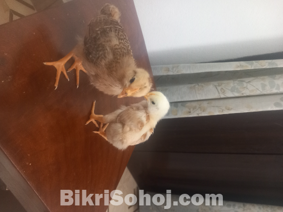 টাইগার মুরুগের বাচ্চা